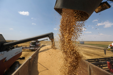 Лукашенко дал прогноз по урожаю зерновых в Беларуси